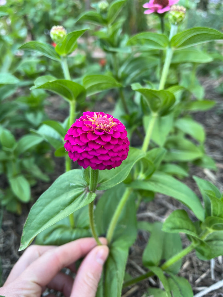 Zinnia Lilliput Mix Flower