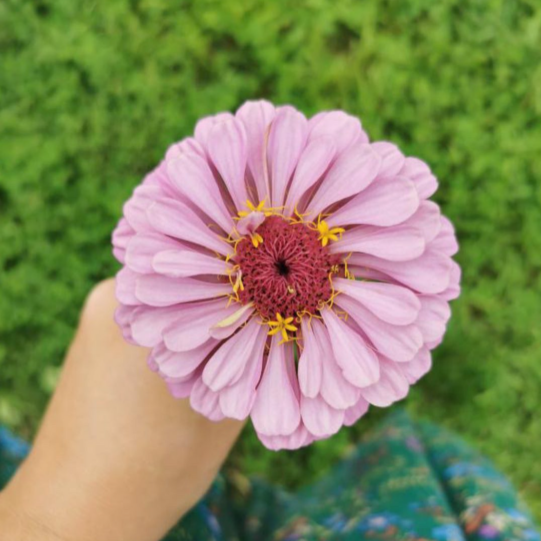 Zinnia Dream Rosy Lavender Flower Seed