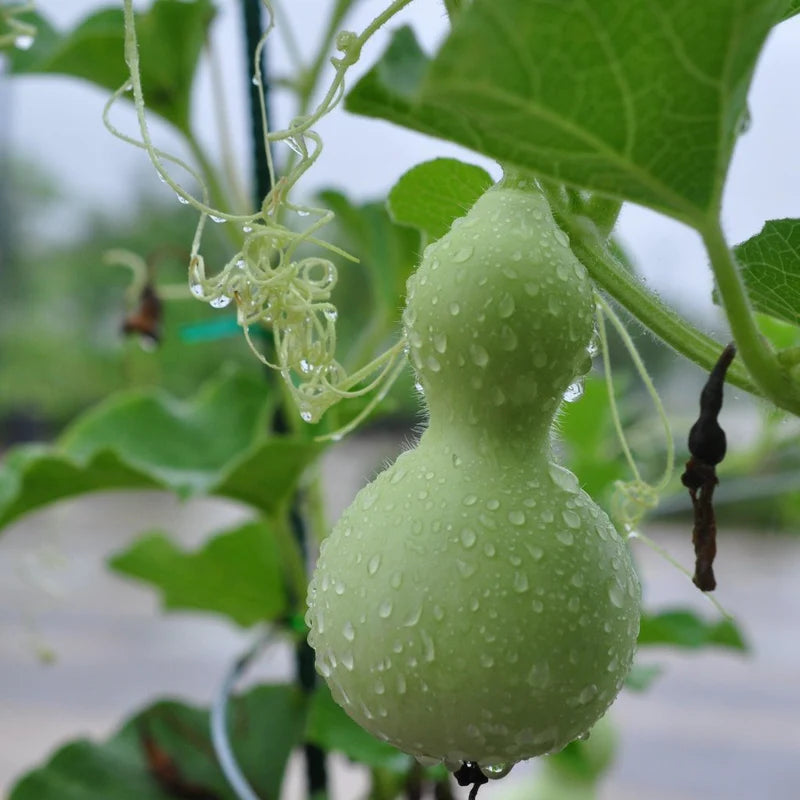 Gourd Tiny Bottle Vegetable | X 10 Seeds