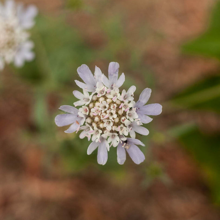 Scabiosa Stellata Drumstick Starflower Flower