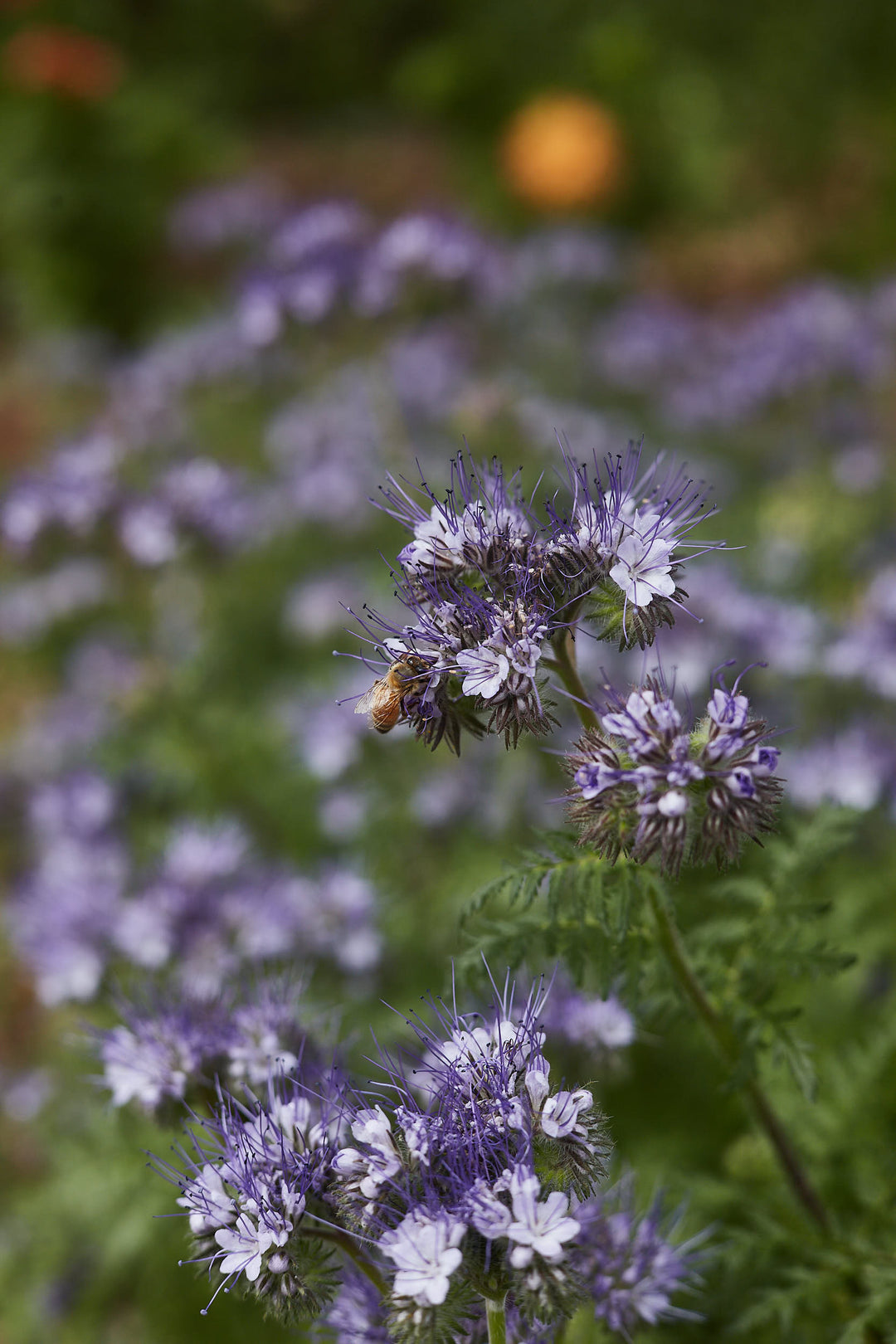 Lacy Phacelia Lavender Blue Tansy Flower