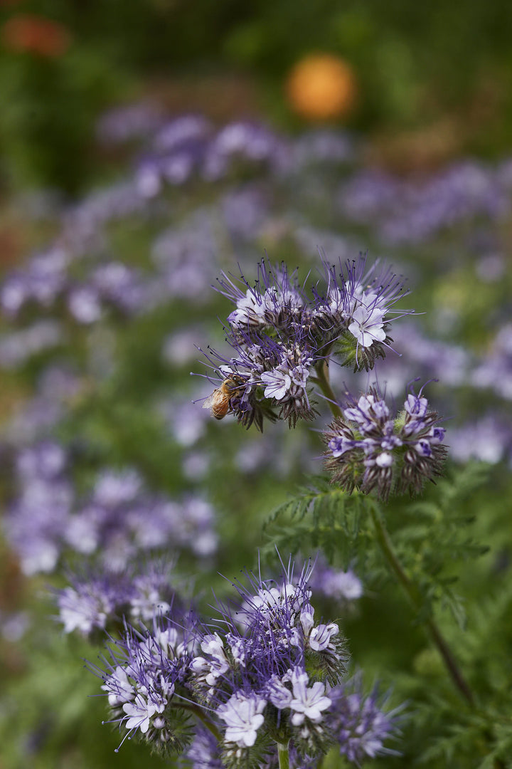 Lacy Phacelia Lavender Blue Tansy Flower