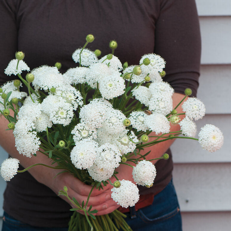 Didiscus Lacy White Flower | X 50 Seeds