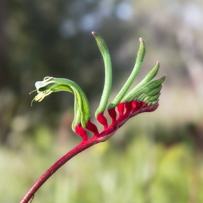 Kangaroo Paw Red & Green Australian Native | X 50 Seeds