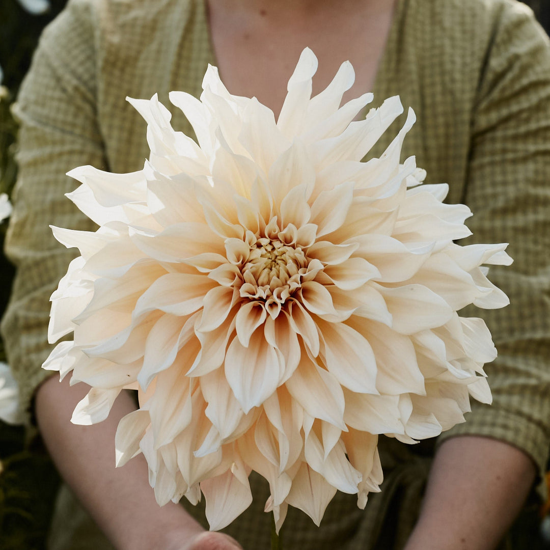 Dahlia Cafe au Lait Decorative Tuber (NOT TO WA)
