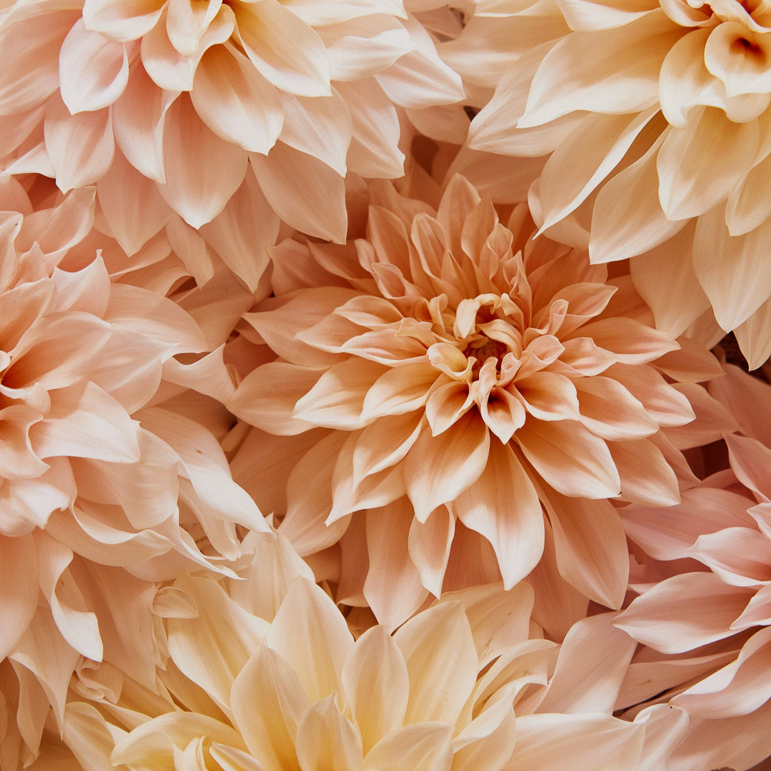 Dahlia Cafe au Lait Decorative Tuber (NOT TO WA)