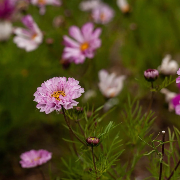 Cosmos Double Click Bi Colour Rose Flower | X 30 Seeds