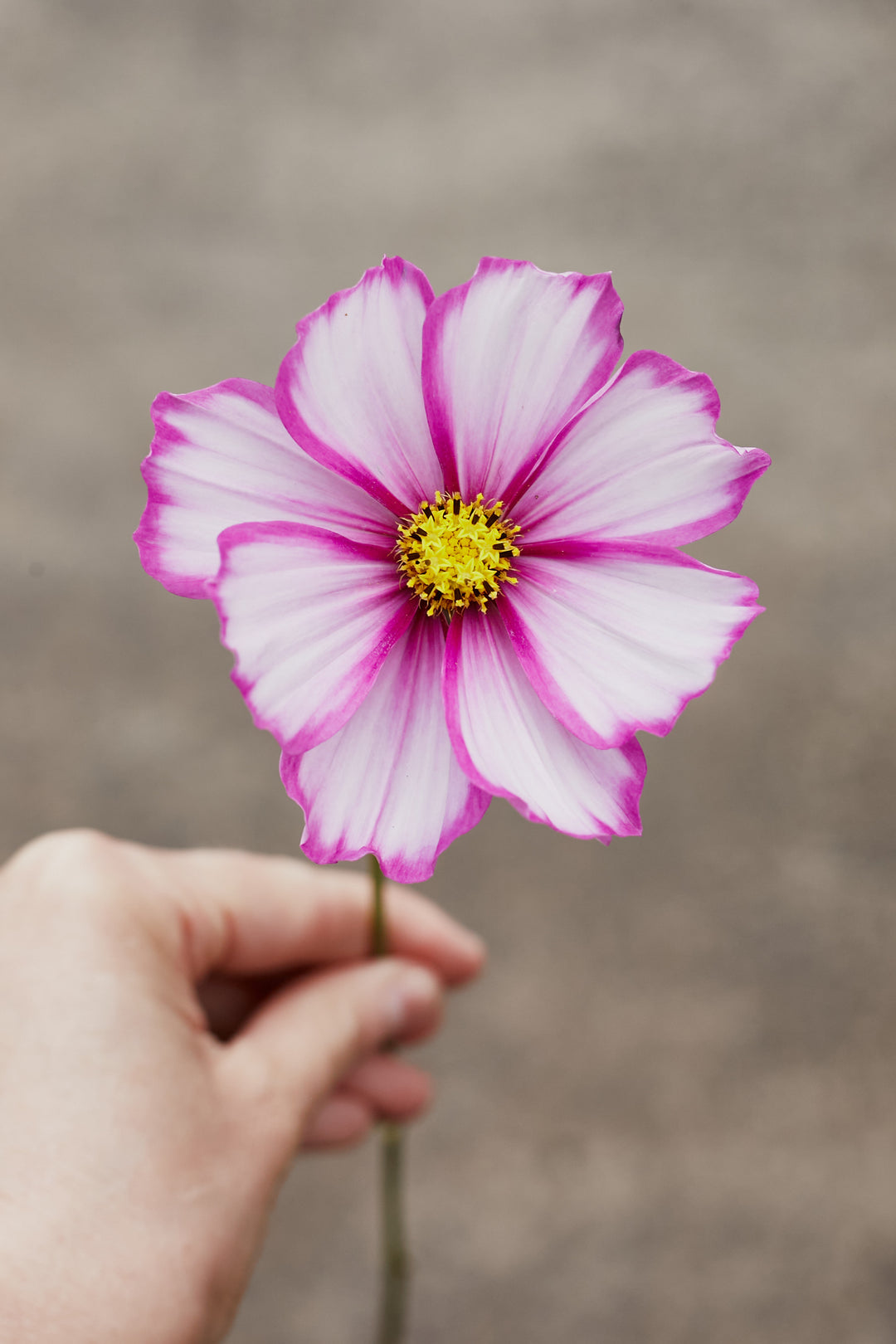 Cosmos Sensations Candy Stripe Flower | X 80 Seeds