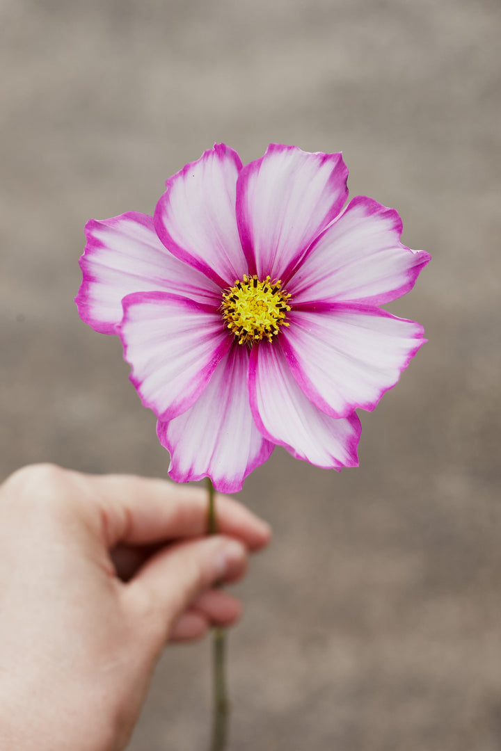 Cosmos Sensations Candy Stripe Flower | X 80 Seeds