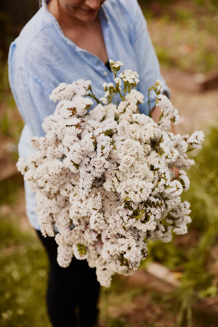 Statice Seeker White Flower