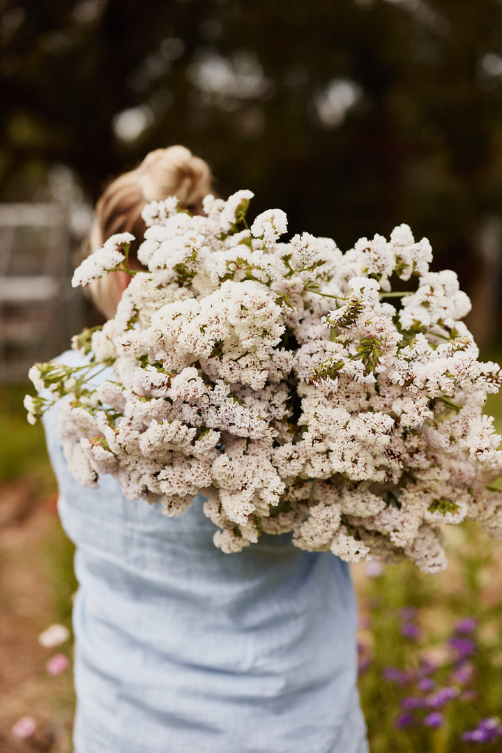 Statice Seeker White Flower