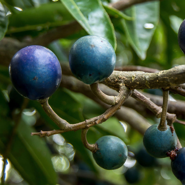 Quandong Blue Elaeocarpus grandis Australia Native | X 5 Seeds