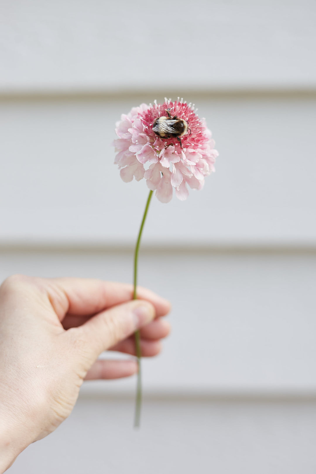 Scabiosa Salmon Rose Pincushion Flower | X 40 Seeds