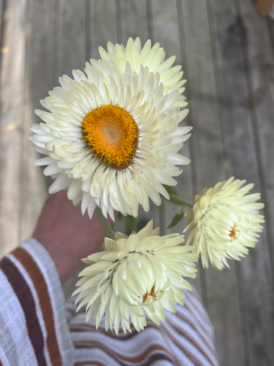 Everlasting Strawflower Lemon Yellow | X 100 Seeds