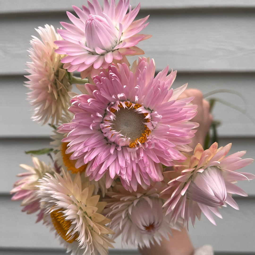 Everlasting Strawflower Silvery Rose