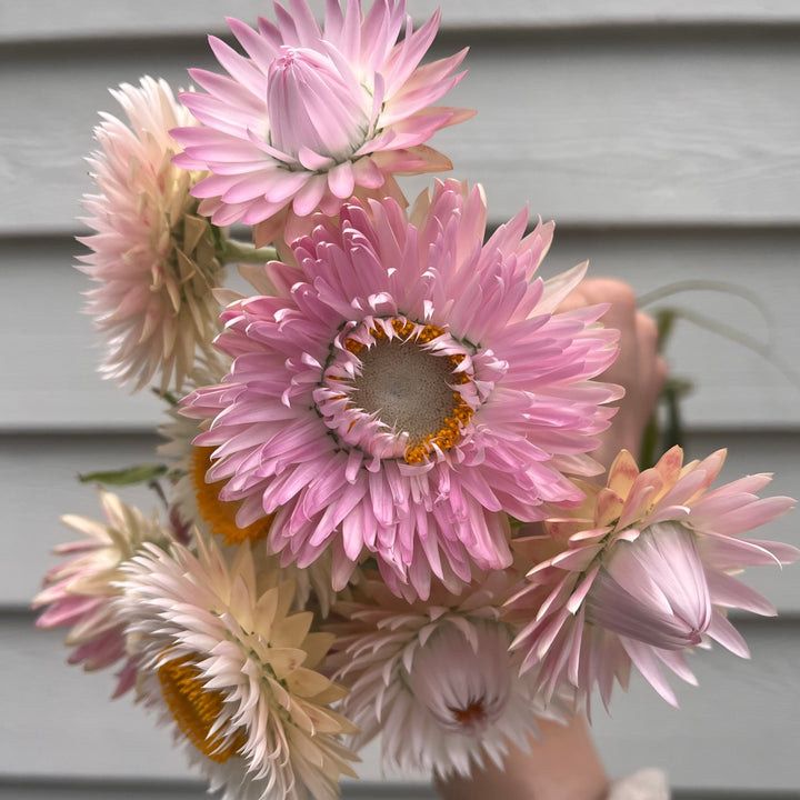 Everlasting Strawflower Silvery Rose