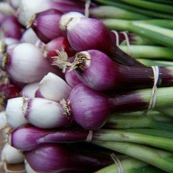 Onion Purplette