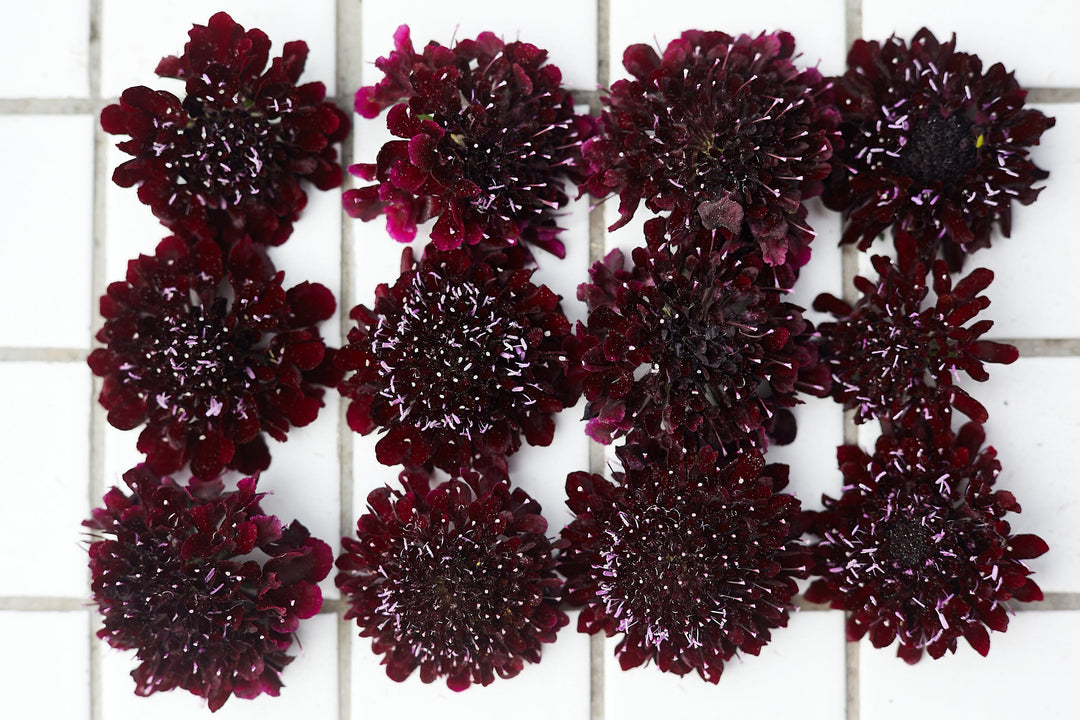 Scabiosa Black Knight Flower