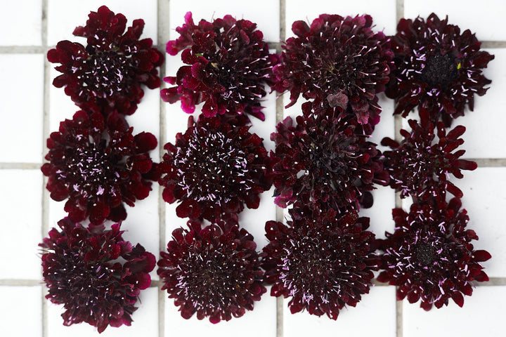 Scabiosa Black Knight Flower