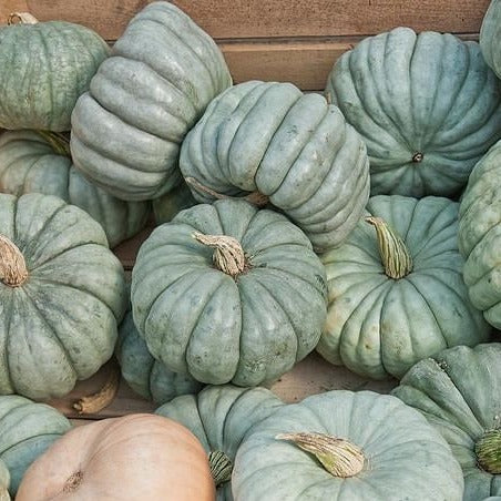 Pumpkin Queensland Blue Vegetable | X 15 Seeds