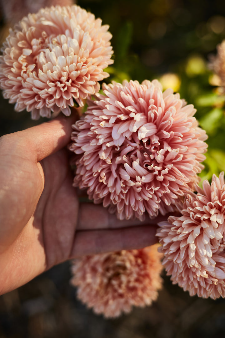 Aster China King Size Apricot Flower