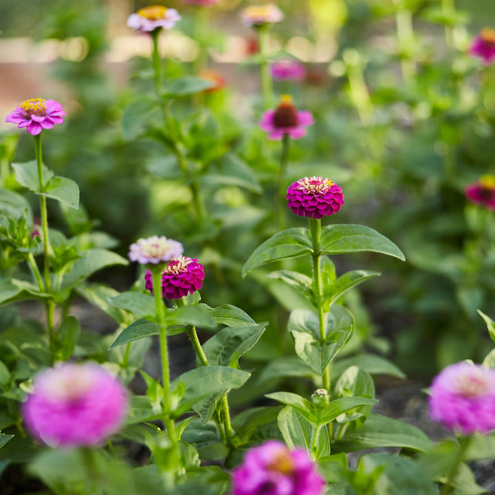 Zinnia Lilliput Mix Flower