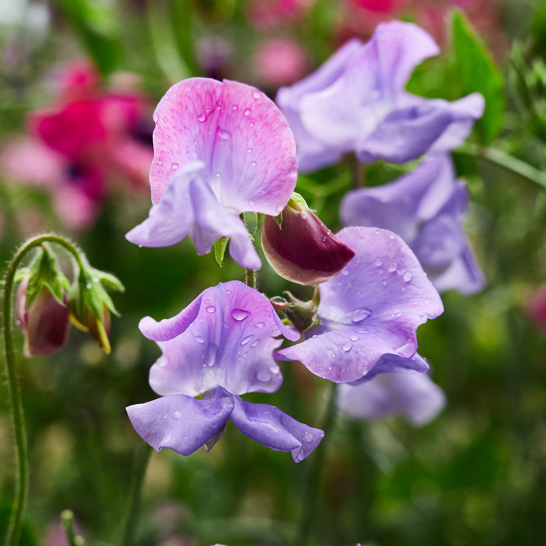 Sweet Pea Enchante Flower