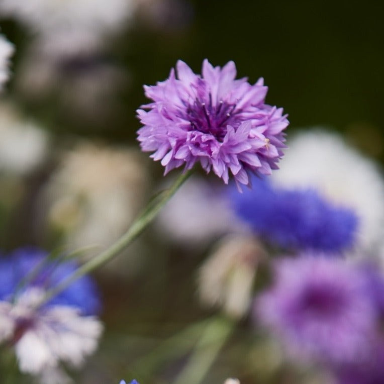 Cornflower Mauve Ball Flower Seeds