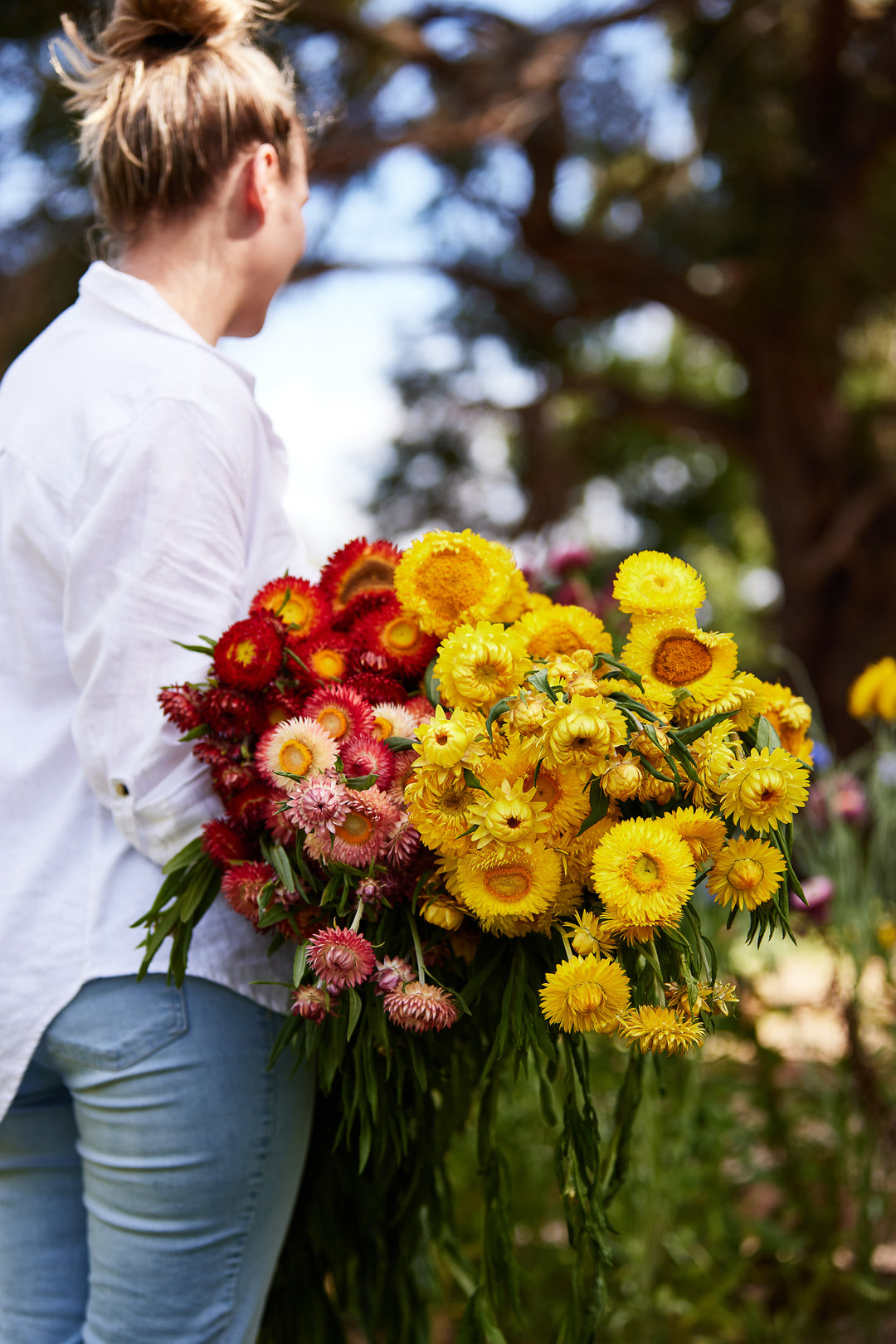Everlasting Strawflower Tall Mix | X 100 Seeds