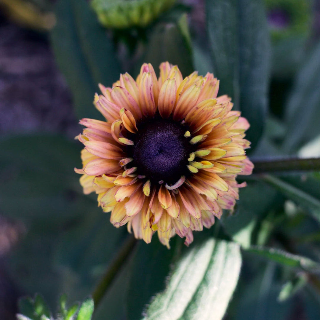 Rudbeckia Sahara Flower SeedsRudbeckia Sahara Flower