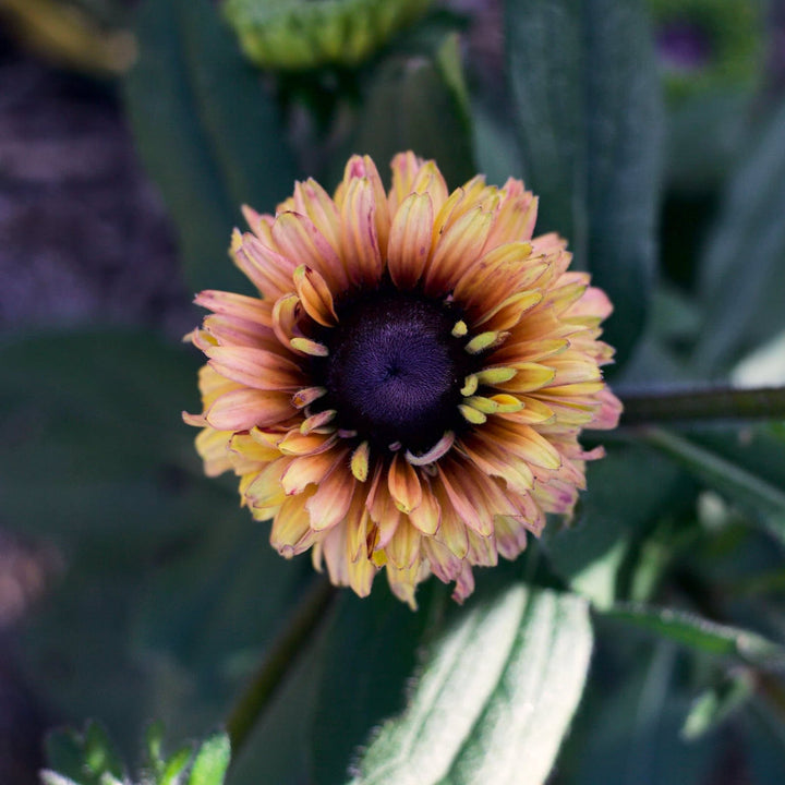 Rudbeckia Sahara Flower SeedsRudbeckia Sahara Flower
