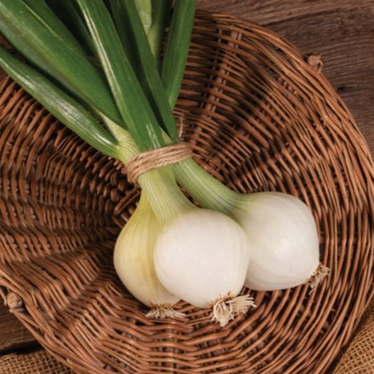 Onion Spring Pompei Vegetable | X 100 Seeds