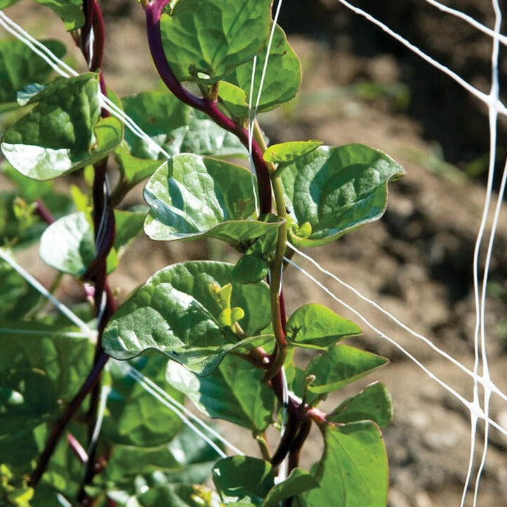 Spinach Malabar Red Vegetable | X 20 Seeds