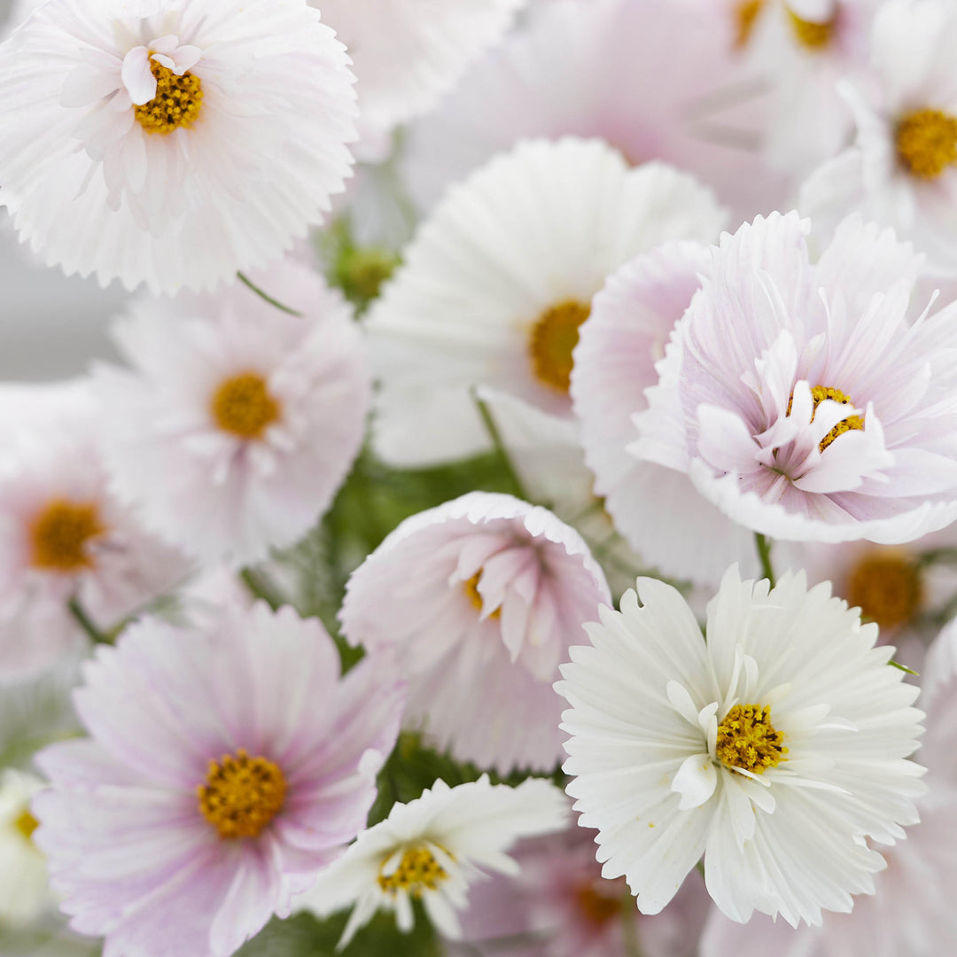 Cosmos Cupcake Blush Flower