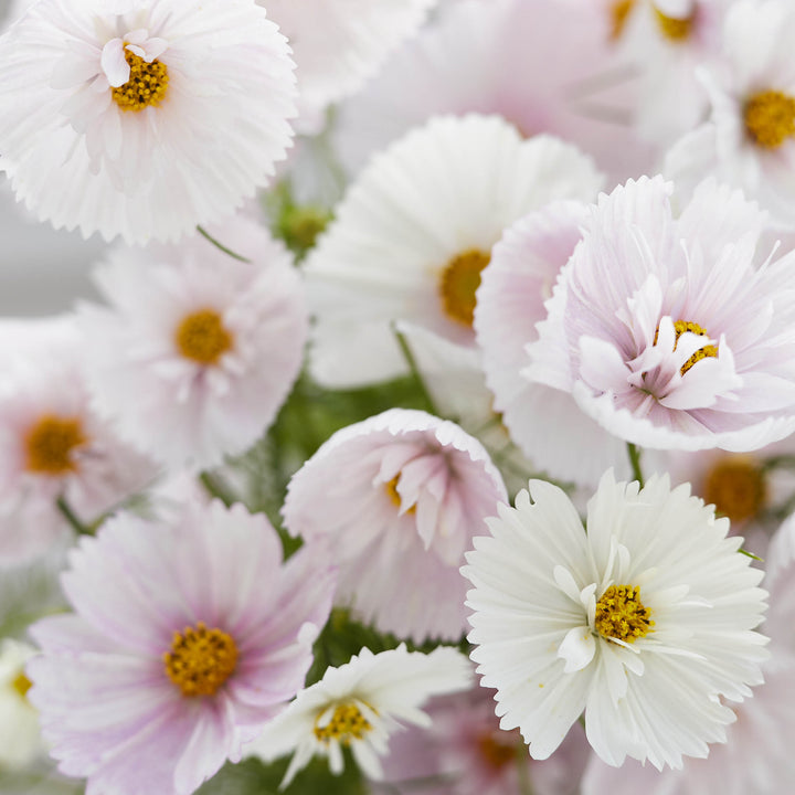 Cosmos Cupcake Blush Flower