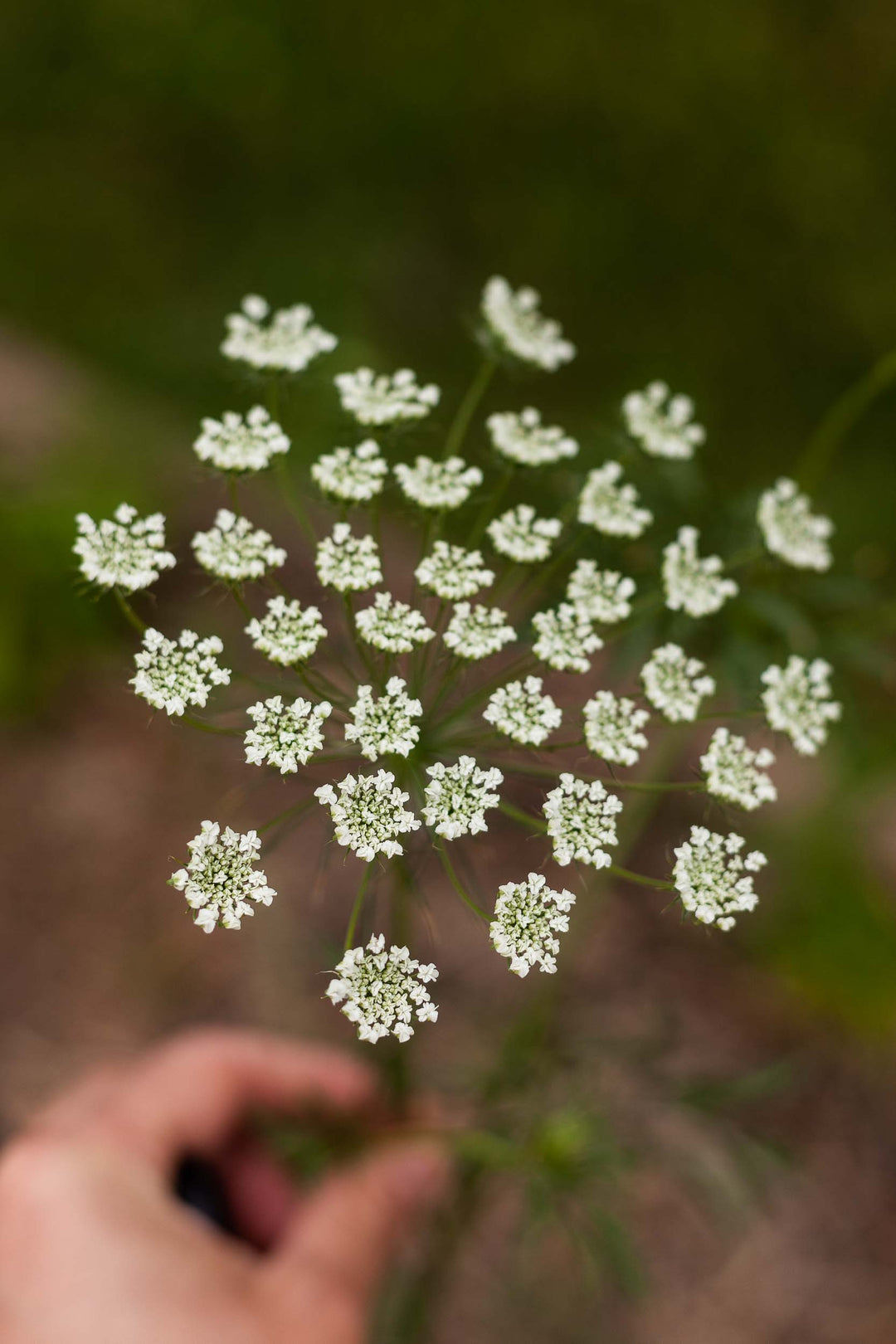 White Dill Ammi 'False Queen Anne's Lace' Flower