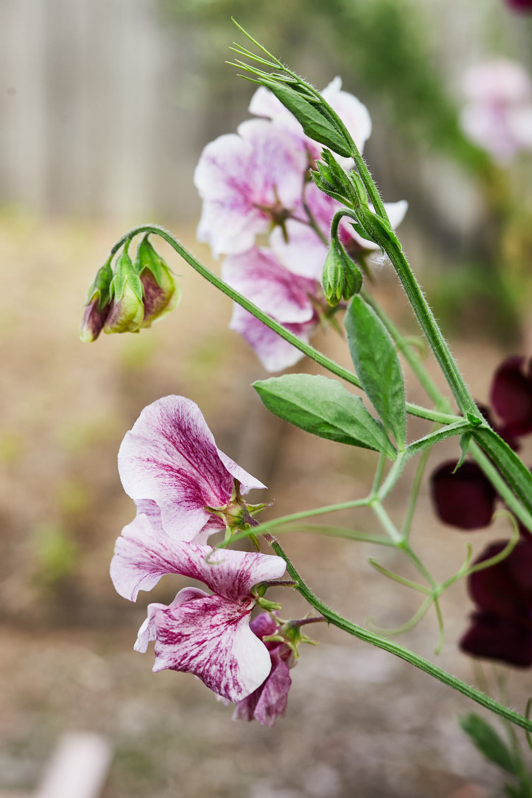 Sweet Pea Streamer Chocolate Flower