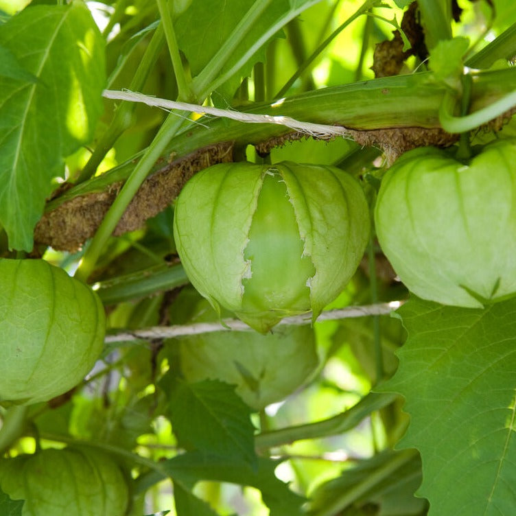 Tomatillo Verde Puebla Vegetable