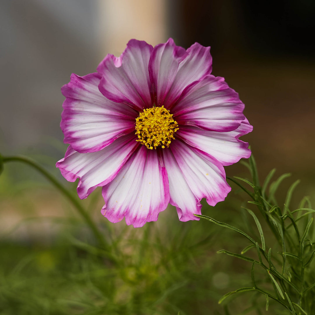 Cosmos Sensations Candy Stripe Flower | X 80 Seeds