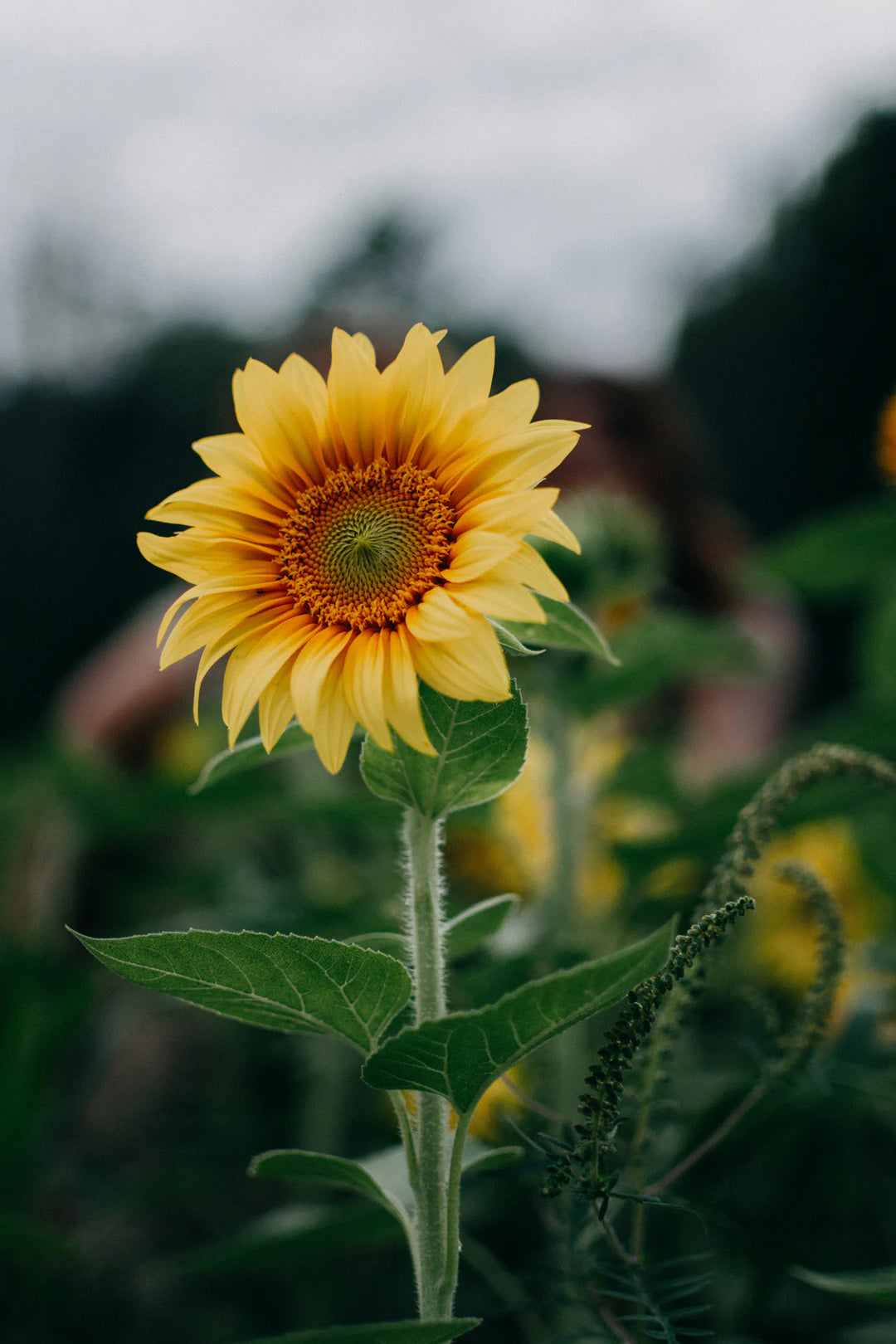 Sunflower Giant Yellow Flower |
