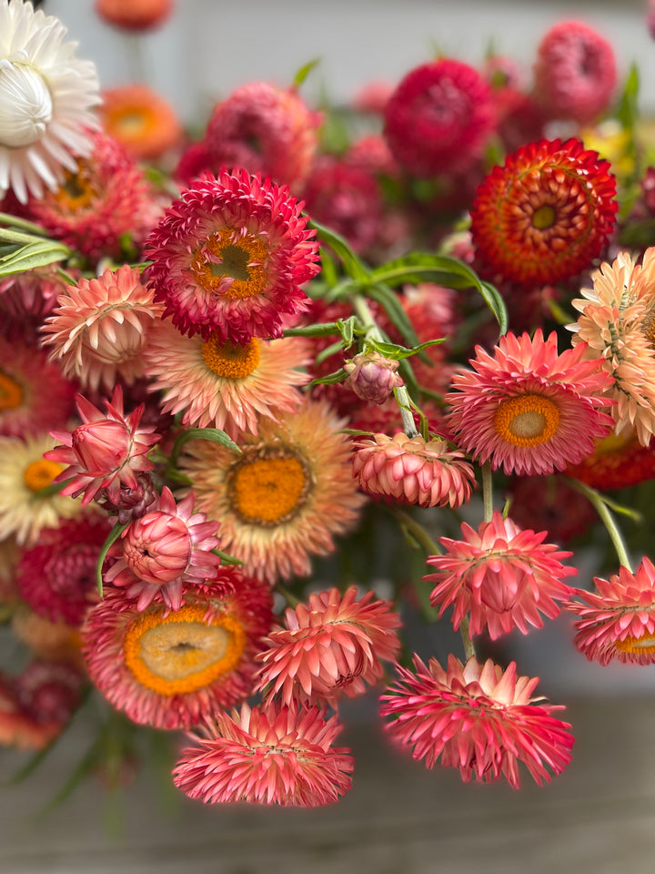 Everlasting Strawflower Salmon Rose | X 100 Seeds