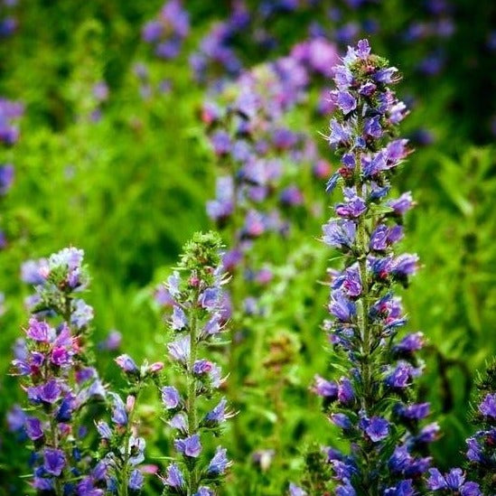 Hyssop - Blue Flowered Seeds