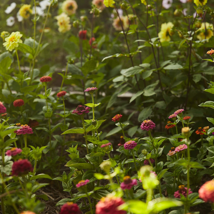 Bee + Butterfly Flower Mix Seeds
