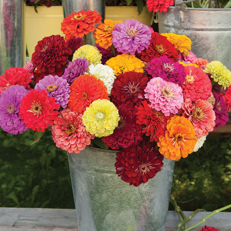 Zinnia Benary’s Giant Mix Flower