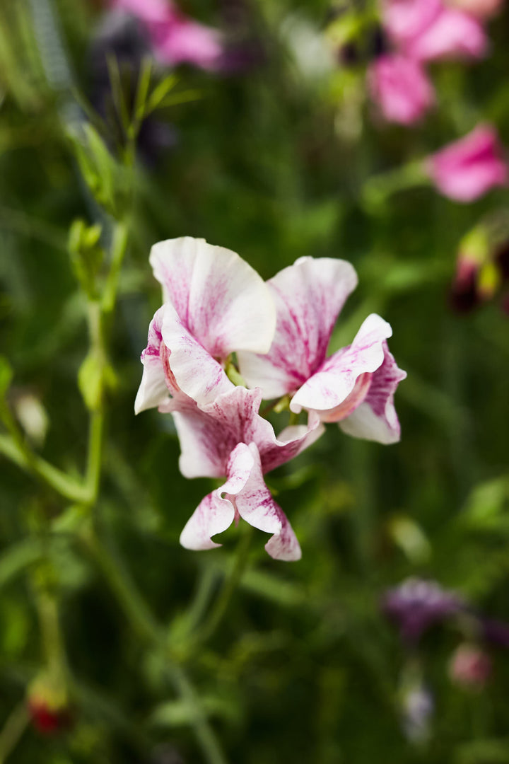 Sweet Pea Streamer Chocolate Flower