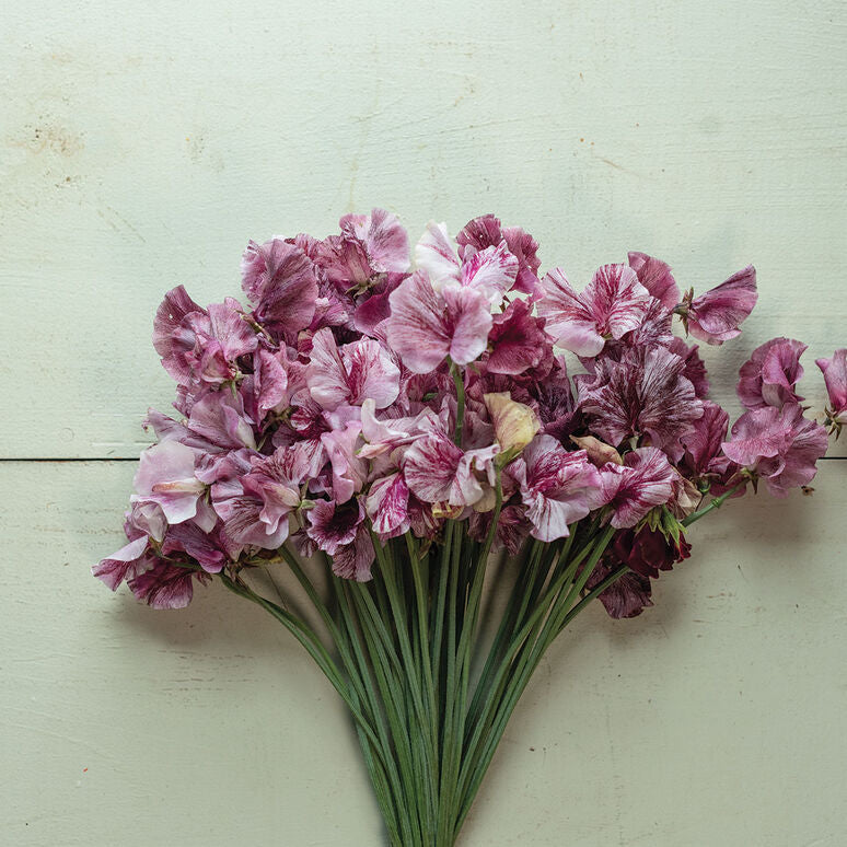Sweet Pea Streamer Chocolate Flower