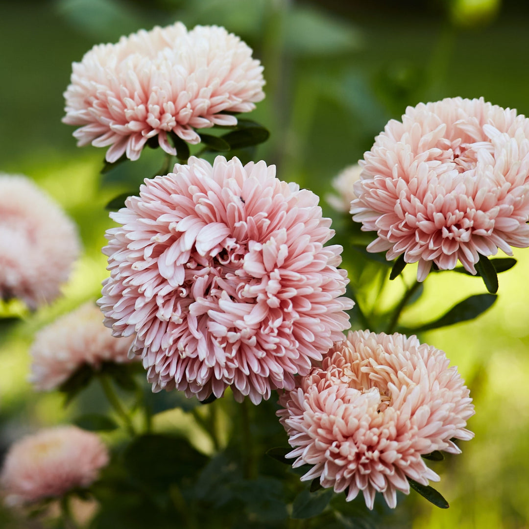 Aster China King Size Apricot Flower