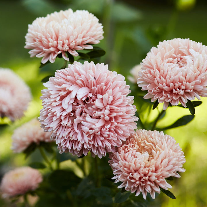 Aster China King Size Apricot Flower