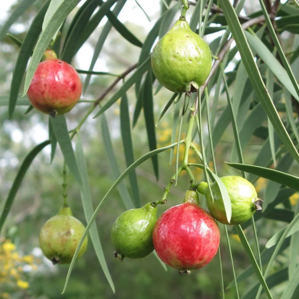 Quandong Australian Native Peach Santalum acuminatum