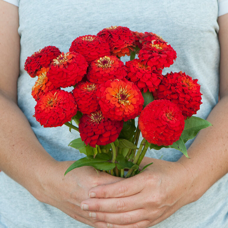 Zinnia Lilliput Scarlet Flower